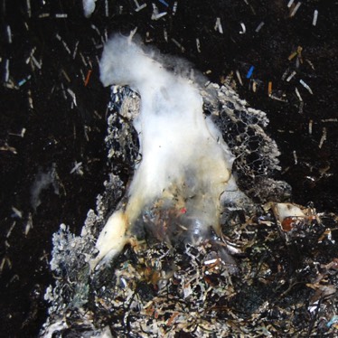 beneficial mould in your bokashi bin